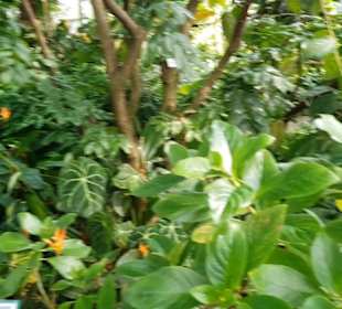 Botanischer Garten 