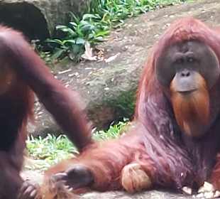 Singapur Zoo