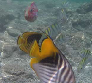 Rehana Royal Beach Resort & Spa