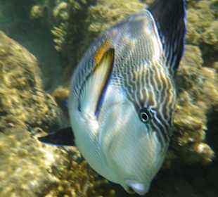 Ein Bewohner des Hausriffs