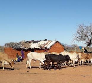 Kuh-Herde der Massai