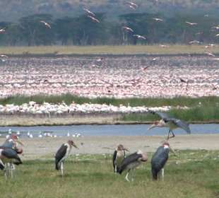 Flamingos und Marabu