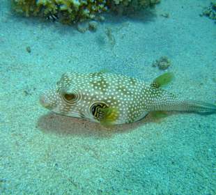 Fisch