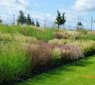 Verschiedene Ziergräser