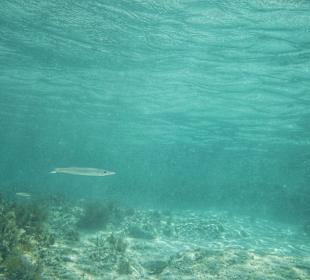 Schnorcheln Ayia Napa/Agia Napa