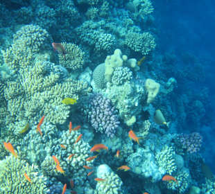 Hausriff Arabia Azur Resort