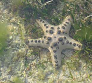 Seestern im klaren Wasser eines Tümpels