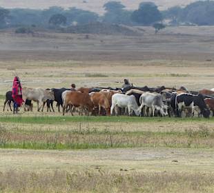 Eine Massaiherde im Krater....