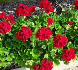 Eindrücke vom Rundgang durch den Park der Gärten