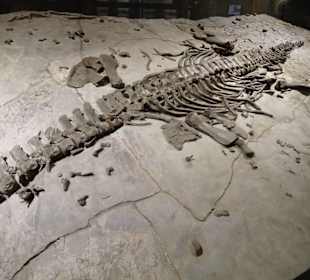 In der Abteilung der Dinosaurier