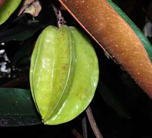 Exotische Früchte im Tropenhaus