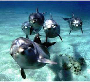 Schwimmen mit Delfinen in Hurghada-Delfinschwimmen