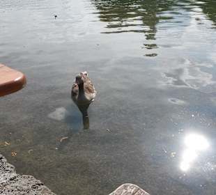 Sitzen am See
