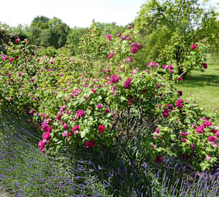 Botanischer Garten Berlin-Dahlem