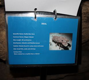 Xkal Krebs im National Aquarium Malta