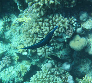 Schnorcheln Sharm El Naga