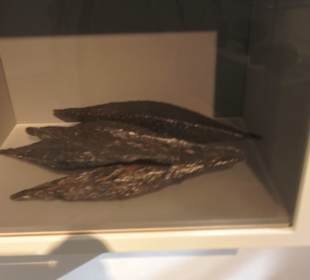 Museum für Vor- und Frühgeschichte