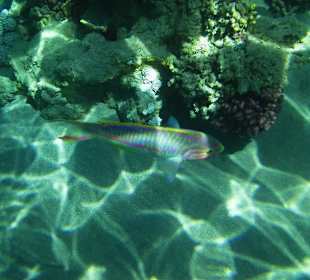 Hotel Sol Y Mar Dar El Madina