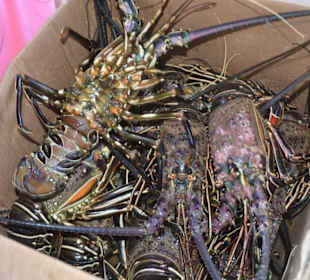 Langusten (ein leckeres Abendessen bei Christina)