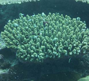 Anemone mit vielen Bewohnern