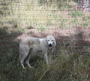 Bear Country Rapid City