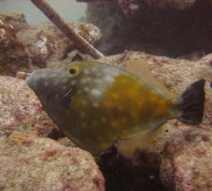 Tauchgang mit James & Mac