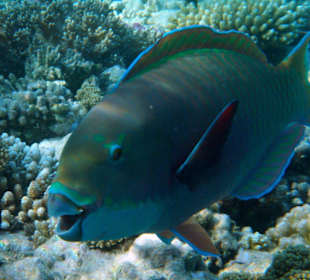 Hotel Lahami Bay Hausriff