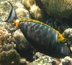 Farbenpracht unter Wasser