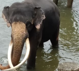 Elefantenwaisenhaus Pinnawela