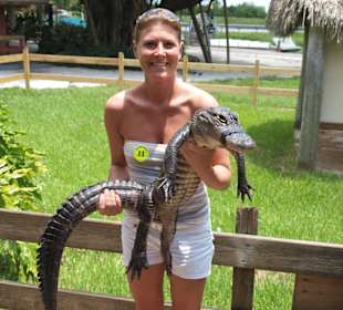 Alligator selbst halten