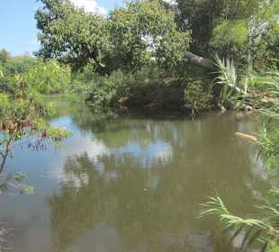 Der Weg zum Dschungel