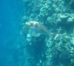 Schnorcheln im Hausriff