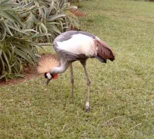 Loro Parc in Puerto de la Cruz