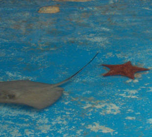 Rochen und Seestern im Flamingo-Becken