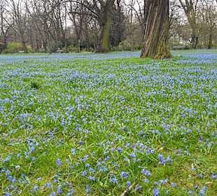 "Blaue Wiese" im Nordpark