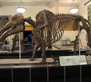 Museum of Natural History