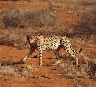 Gepard