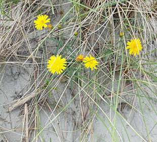 Strand Dornumersiel