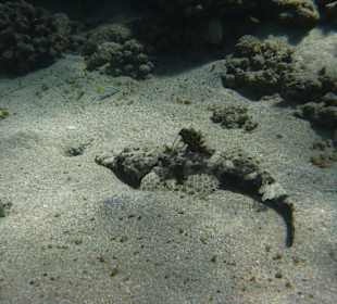 Krokodilfisch Abu Dabab