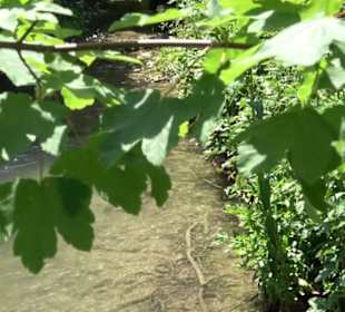 Wiesaztal Gönningen