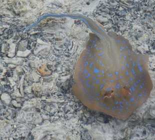 Blaupunktrochen vom Steg aus