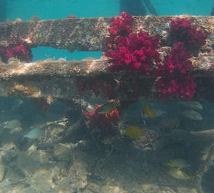 Schnorcheln Hurghada