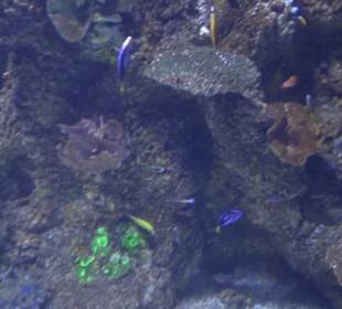 National Aquarium Malta