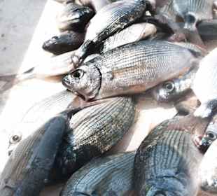 Mittagsessen Bootstour 