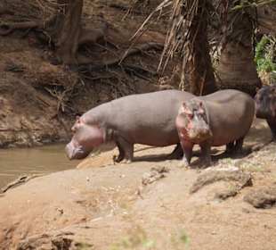 Nilpferde im Tsavo-West