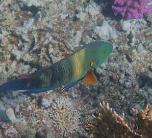 Schnorcheln Abu Dabbab