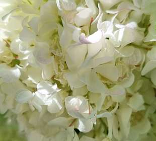 Schneeballblüten an den GedenksteinenRussischer