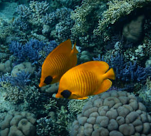 Schnorcheln Marsa Alam