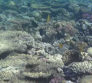 Schnorcheln am Hotelstrand