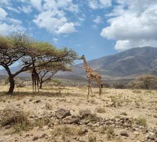 Giraffe Ngorongoro Krater